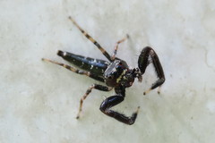 Bavia sexpunctata