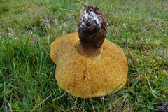 Phlebopus portentosus