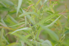 Plectrodera scalator