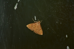 Ecpyrrhorrhoe rubiginalis