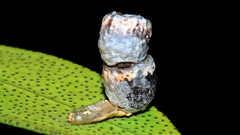 Spilonota constrictana