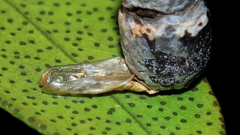 Spilonota constrictana