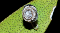 Spilonota constrictana