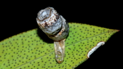 Spilonota constrictana