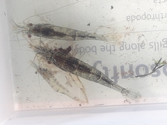 Paratya curvirostris