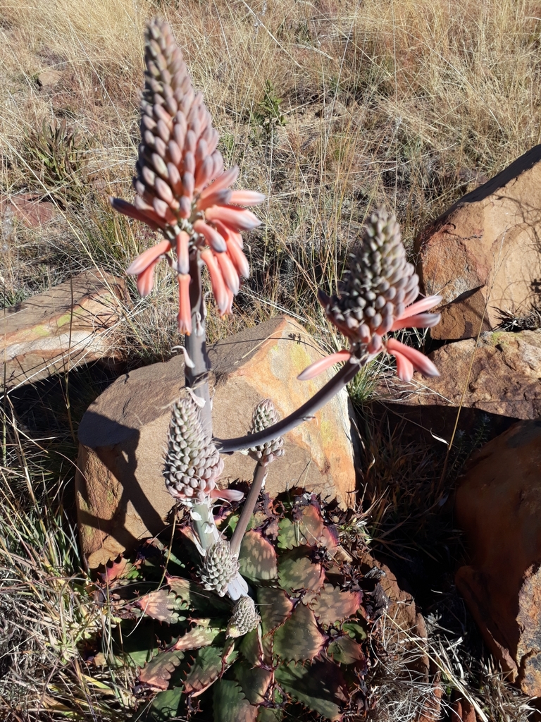 spotted-aloe-from-fochville-2515-south-africa-on-june-23-2019-at-10