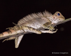 Gonocephalus liogaster