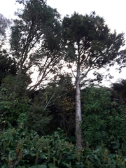 Podocarpus totara
