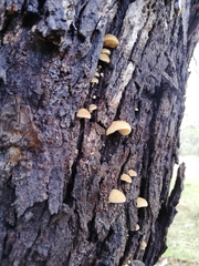 Crepidotus eucalyptorum