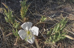 Oenothera albicaulis