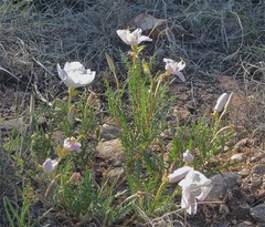 Oenothera albicaulis