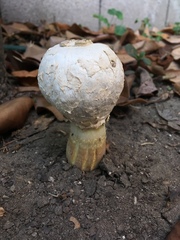 Agaricus deserticola