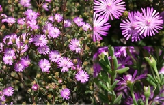 Drosanthemum asperulum