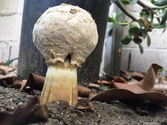 Agaricus deserticola
