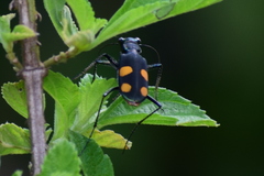 Cicindela bicolor