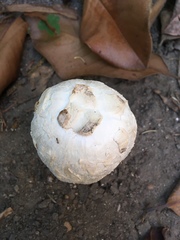 Agaricus deserticola