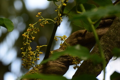 Tiliacora racemosa
