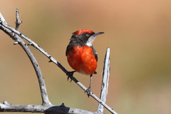 Epthianura tricolor