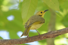 Ptilotula flavescens