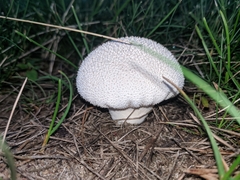 Lycoperdon pulcherrimum