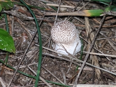 Lycoperdon pulcherrimum