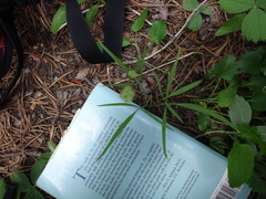 Perideridia parishii