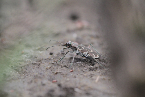 Cylindera arenaria