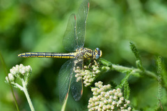 Gomphus pulchellus