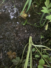 Ranunculus hispidus caricetorum