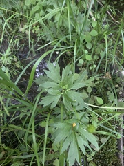 Ranunculus hispidus caricetorum