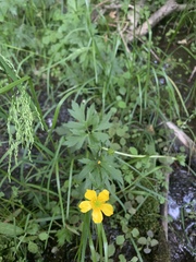 Ranunculus hispidus caricetorum