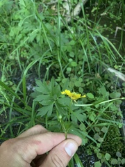 Ranunculus hispidus caricetorum