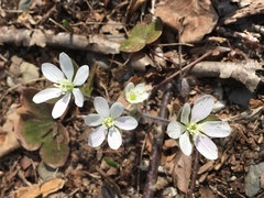 Hepatica americana