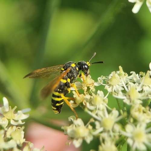 Plantain Wasp-sawfly, 1325 Almere, Nederland, photo 6 of 10