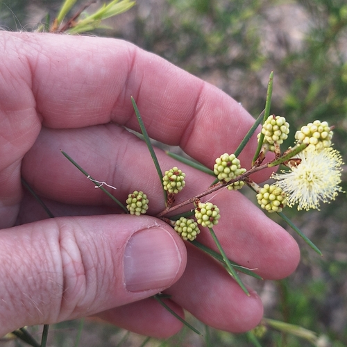 Image of Melaleuca nodosa by (c) Greg Tasney, some rights reserved (CC BY-SA)