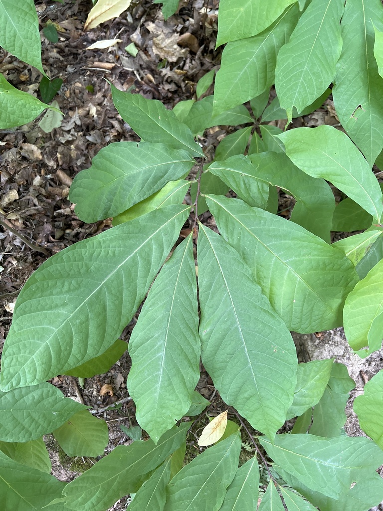 common pawpaw from Martin Lake, Roswell, GA, US on September 6, 2024 at ...