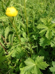 Trollius europaeus