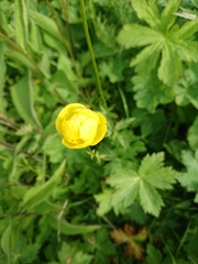 Trollius europaeus