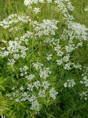 Anthriscus sylvestris