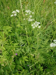 Anthriscus sylvestris