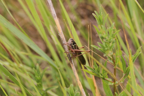 French Meadow Bush-cricket