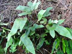 Pyrrosia polydactylos