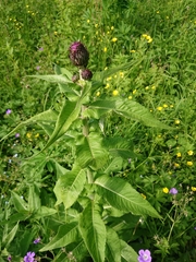 Cirsium heterophyllum
