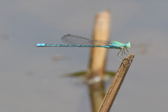 Pseudagrion decorum