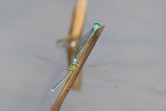 Pseudagrion decorum