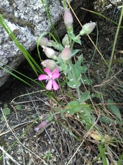 Silene acutifolia