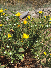 Grindelia stricta angustifolia