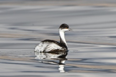 Junin Grebe photo 2