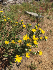 Grindelia stricta angustifolia