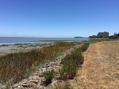 Grindelia stricta angustifolia